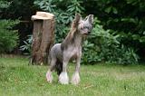 CHIEN NU CHINOIS 218